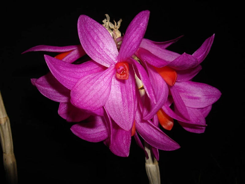 Purple-pink dendrobium orchid with layered petals and orange centers on a stem