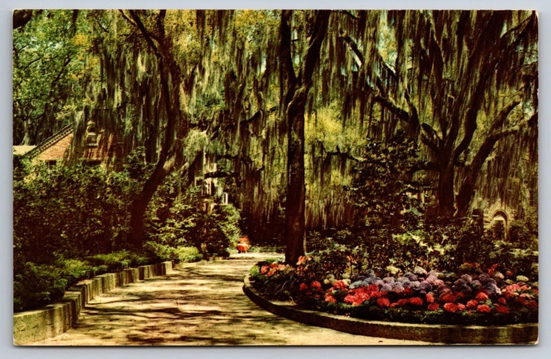 Vtg Postcard Hydrangeas Moss Flowers Florida View USA Unposted Hydrangea