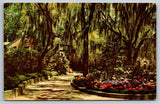 Vtg Postcard Hydrangeas Moss Flowers Florida View USA Unposted Hydrangea
