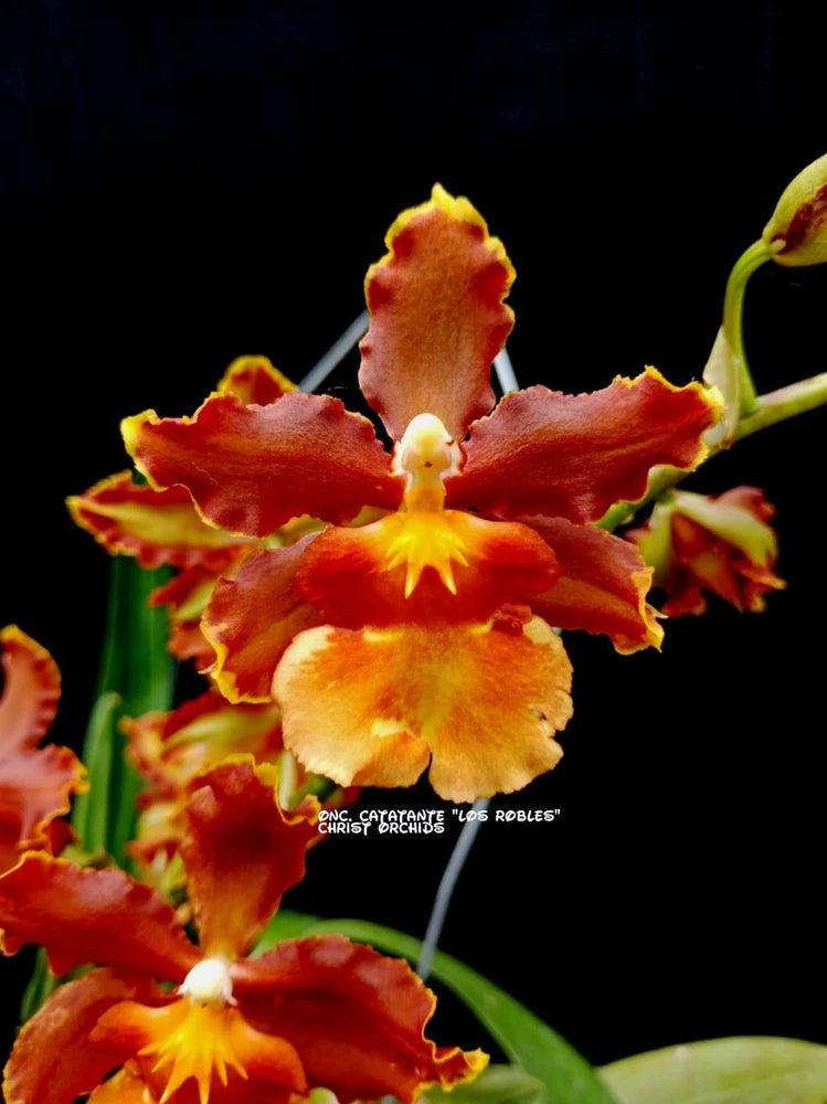 (464-2) Ons.Catatante 'Los Roble'       BS Orchids