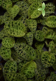 Macodes petola Lightning Jewel Orchid Plant - Terrarium / Vivarium BEAUTIFUL .:* Orchids