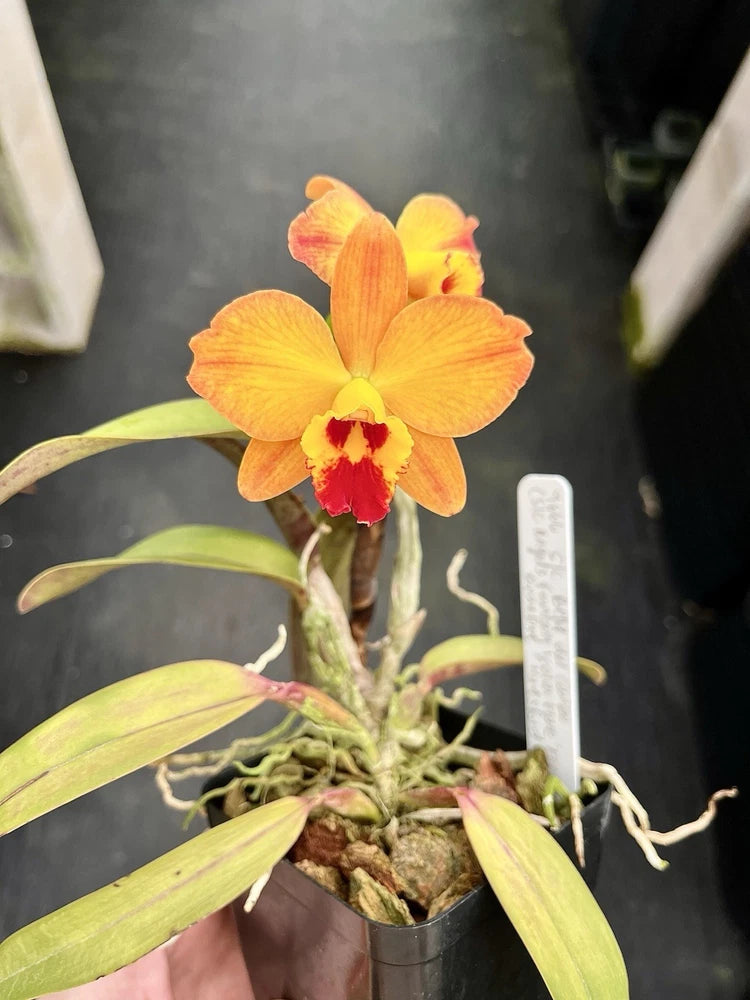 Mini Cattleya Orchid - Slc Bella Del Caribe (SVO 9666) 4Ó FLOWER Orchids