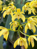 Denbrobium Speciosum From Seedling Lost Tag Fragrant Flower Orchids Plant Orchids