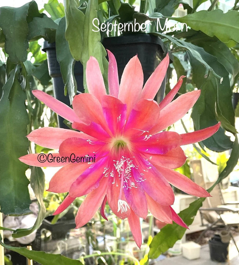 Epiphyllum orchid cactus flower with bright pink petals and yellow-green center