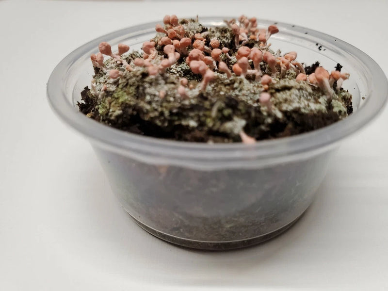 Pink earth lichen in a clear plastic cup, for terrariums and fairy gardens