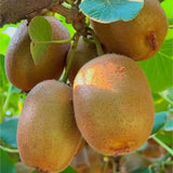 100 Kiwi Fruit Seeds Ð Hardy Green Fuzzy Kiwi Vine for Home Garden Planting Garden Plants