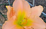 5 FAIRY TALE PINK DAYLILY SEEDS -   Hemerocallis 'Fairy Tale Pink' Garden Plants