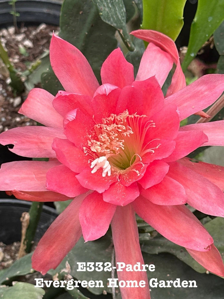 Pink orchid cactus bloom with red-pink petals and green pads, in small starter pot