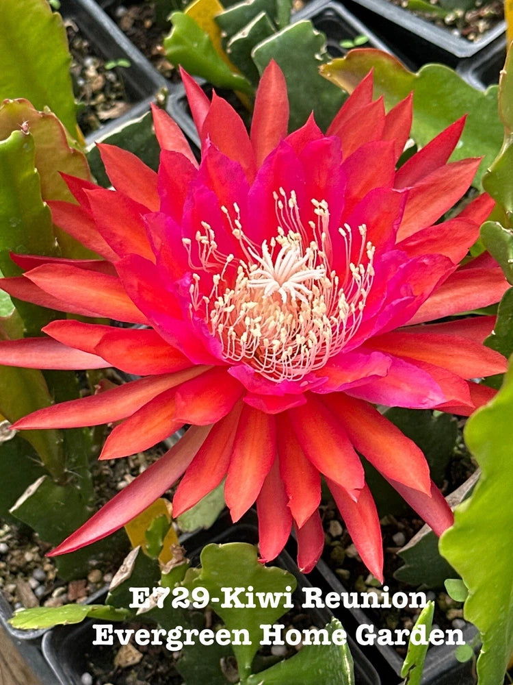 Orchid cactus starter pot with red-pink starburst flower and green pads