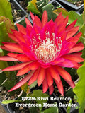Orchid cactus starter pot with red-pink starburst flower and green pads
