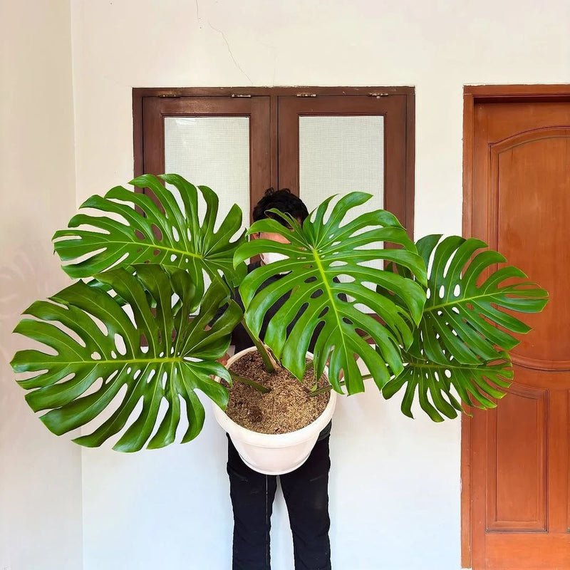 Monstera King Deliciosa Very Green Beauty Real Picture Big Size Mature Green Plant