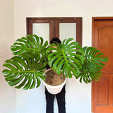 Monstera King Deliciosa Very Green Beauty Real Picture Big Size Mature Green Plant