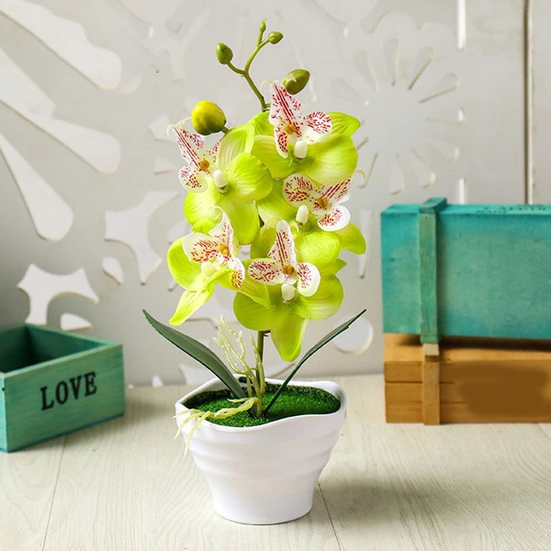 Vibrant Fivehead Phalaenopsis Bonsai Set with Bright and Beautiful Colors Green Plant
