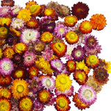 60 Pcs Natural Dried Daisy Flowers Heads Bulk Gerbera Daisies Multicolor Real Su Dried Flower