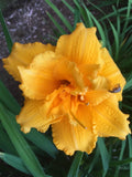 Daylily Double Flower Daylily Condilla Deep Gold 1 bare root plants Flowering Plants