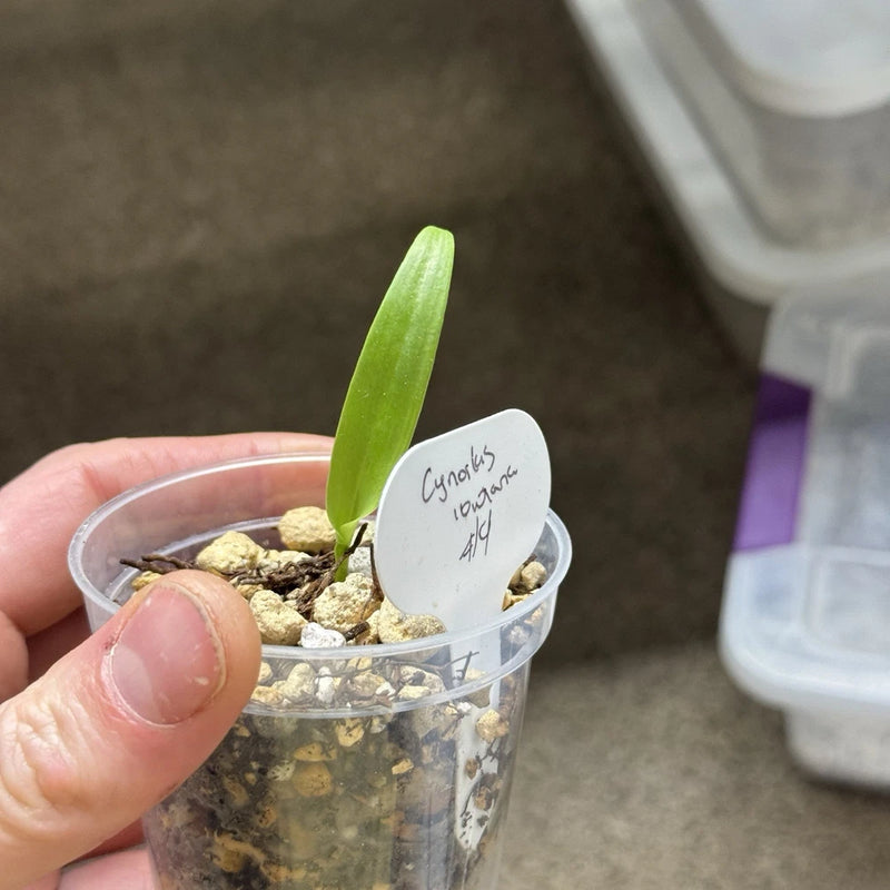 Cynorkis Lowiana Seedling #4 Terrestrial Orchid Orchids
