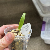 Cynorkis Lowiana Seedling #4 Terrestrial Orchid Orchids