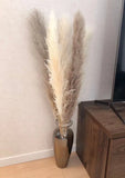 Single flower vase 42cm Pampas grass dried flower large glass mirror chic adult Pampas Grass