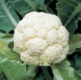 CAULIFLOWER SNOWBALL Y IMPROVED SEEDS 600+ COOL weather VEGETABLE garden NON GMO Garden Plants