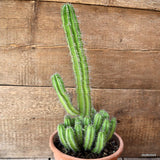 D4476 EUPHORBIA FRUTICOSA pot19-H38-W18 cm MaMa Cactus Green Plant