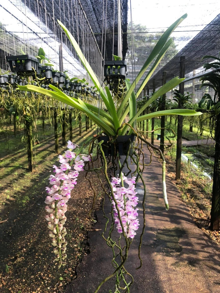 Pink long-spike foxtail orchid, dried flower spikes on hanging plant stems