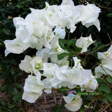 20 Seeds Bougainvillea White Ornate Evergreen Plant Colourful Paper Flowers Flowering Plants