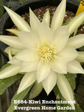 Rooted Epiphyllum Orchid Cactus ÒKiwi EnchantmentÓ Growing In 4Ó starter pot Orchids