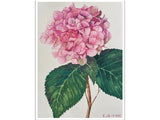 Pink hydrangea Original watercolor painting Botanical drawing  Floral wall art Hydrangea