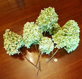 5 large Dried Limelight Hydrangea Flowers  Light Green Weddings  C Dried Flower