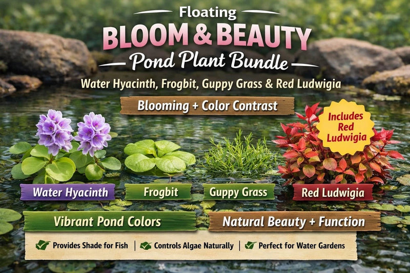 Floating Bloom & Beauty Pond Plant Bundle 3x Water Hyacinth, Frogbit Guppy Grass Flowering Plants