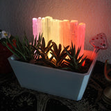 White Crystal Garden - Indoor plants and succulents pot with Selenite Crystals Garden Plants