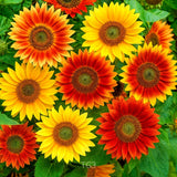 100+ AUTUMN BEAUTY SUNFLOWER SEEDS __ | HEIRLOOM MIX | MULTICOLOR | FREE SHIP Sunflower