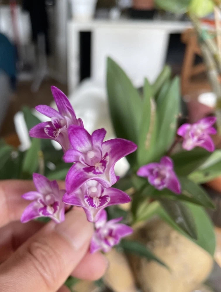 Orchid divisions with clusters of purple and white flowers