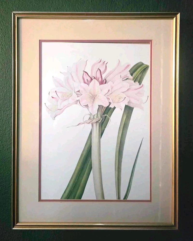 Framed botanical print of pink lilies with green stems and leaves