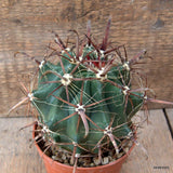 D6607 FEROCACTUS HERRERAE pot10-H11-W12 cm MaMa Cactus Green Plant