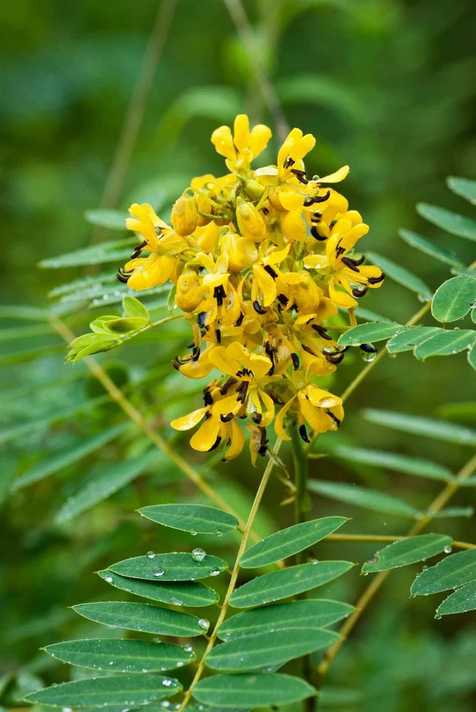 1 Gram Wild Senna Seeds/Senna hebecarpa/Eastern US Native/Organic/Deer Resistant Flowering Plants