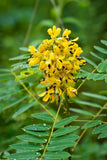 1 Gram Wild Senna Seeds/Senna hebecarpa/Eastern US Native/Organic/Deer Resistant Flowering Plants