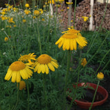 Dyer's Chamomile Seeds (Anthemis tinctora) ~Dye Plant Pollinator Garden Garden Plants