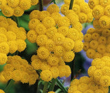 AGERATUM YELLOW Lonas Inodora - 250 Bulk Seeds Garden Plants
