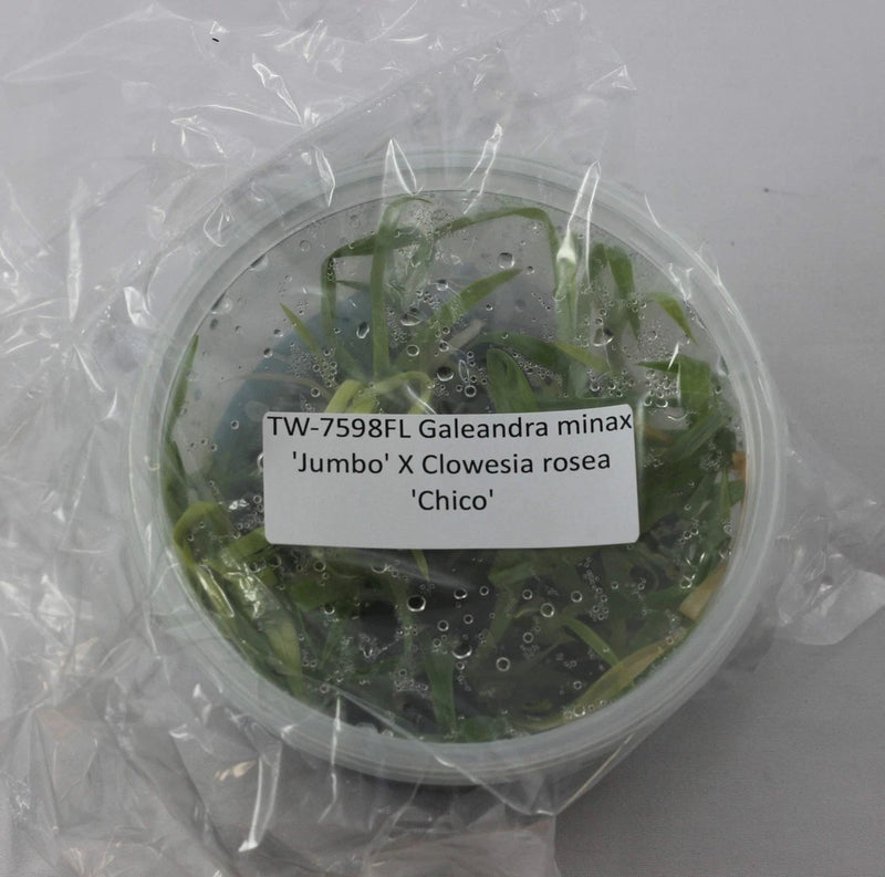 Orchid plant tissue culture flask with green seedlings and clear plastic container