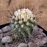 D3789 COPIAPOA CARRIZALENSIS pot14-H11-W9 cm MaMa cactus Green Plant