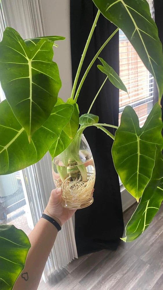 Alocasia micholitziana plant with large green veined leaves, held in a small pot
