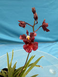 Tolumnia Jairak Flyer 'Red Cherry' Pink Purple Yellow ONE SPIKE BS Orchid 2Ó Pot Orchids