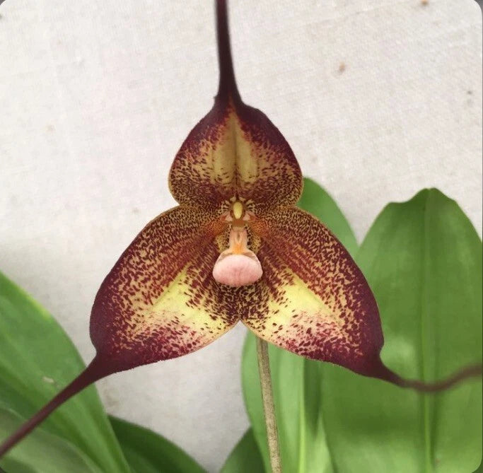 Dark red and yellow speckled orchid bloom with a pink pouch center