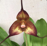Dracula hirtzii ÔRed DevilÕ Orchid Species Bloom Size Division 1.5Ó Pot Orchids