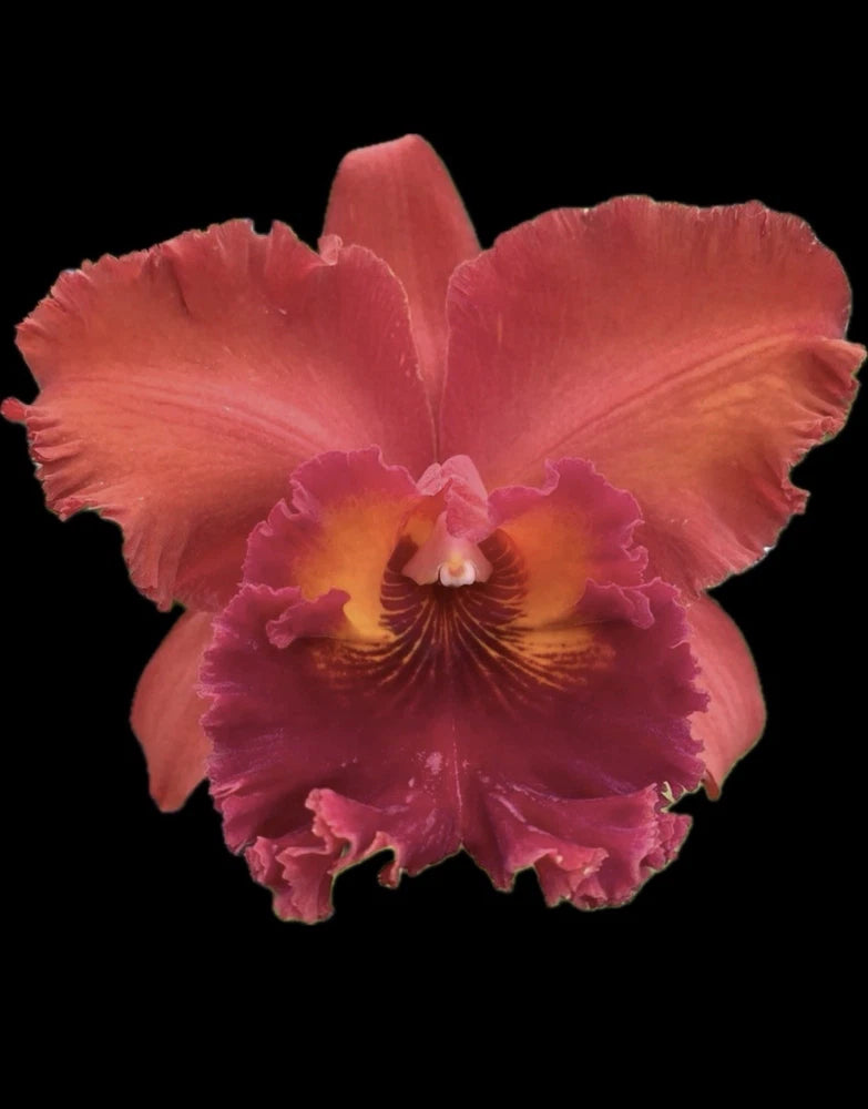 Red-pink Cattleya orchid flower with ruffled petals and magenta center