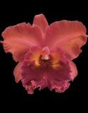 Ric. Nakornchaisri ÔRed' Cattleya Orchid Plant Orchids