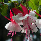 Live Fuchsia Plant - Hummingbird Flower for Garden, Container, Hanging Basket Garden Plants