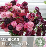 Berry Mix Scabiosa Seeds 75+ Seeds Mum Flower, Flower Seeds, Annual Garden Plants