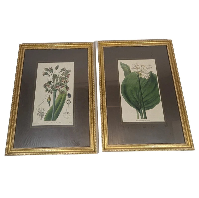 lot 2 Floral Prints lily allium Professionally Framed Gold Matted 11x14 Lily